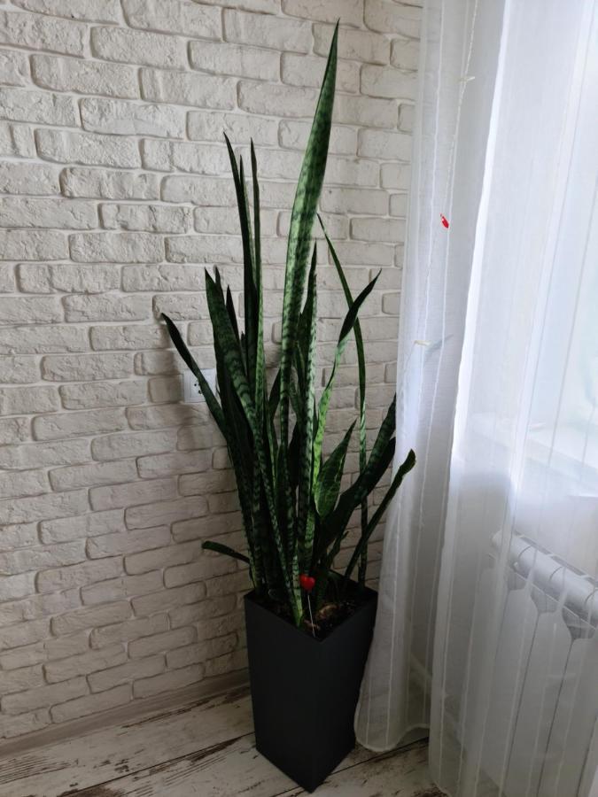 Prime Apartments Grodno Dış mekan fotoğraf